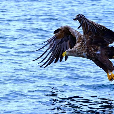 Eagle View Lofoten Bostad Eksteriør billede