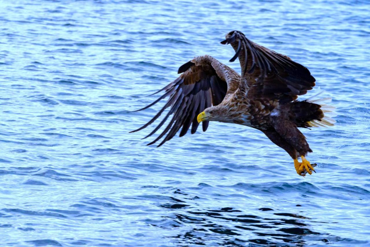 Eagle View Lofoten Bostad Eksteriør billede